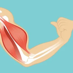 عضله، تقویت عضلات، عضله سازی، فرم دهی بدن