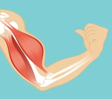 عضله، تقویت عضلات، عضله سازی، فرم دهی بدن